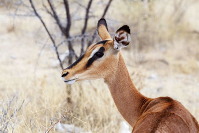 Side view of giraffe on field