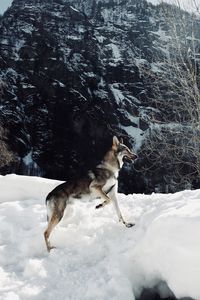 Full length of a dog in snow