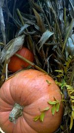 Close-up of pumpkin