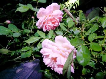 Close-up of pink rose