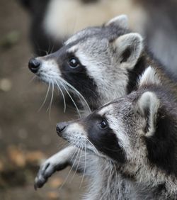 Close-up of raccoons