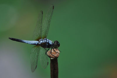 Close-up of damselfly on leaf