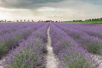 Purple flowering plants on field against sky