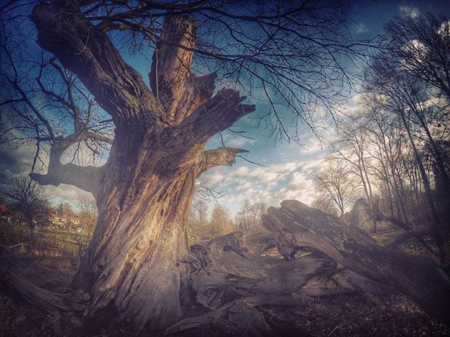 bare tree, tree, branch, tranquility, sky, nature, tree trunk, tranquil scene, scenics, beauty in nature, low angle view, landscape, silhouette, outdoors, non-urban scene, growth, sunlight, no people, dead plant, day