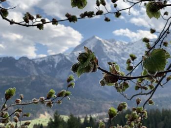 Close-up of plants against mountain range