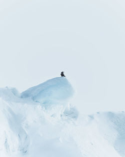 Bird on snow covered landscape against clear sky