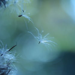 Close-up of white dandelion flower