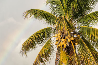 Low angle view of coconut palm tree against sky