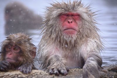 Portrait of a monkey in snow