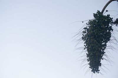 Low angle view of tree against clear sky