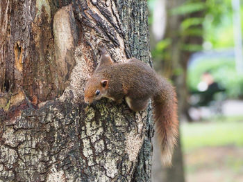 Close-up of squirrel on tree trunk