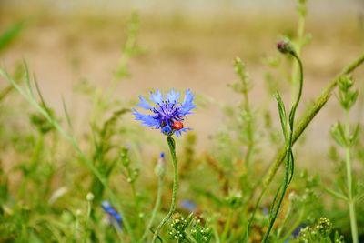 Kornblume mit marienkäfer