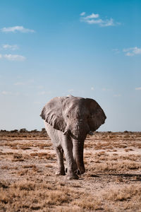 Elephant standing on land