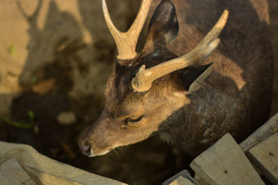 Close-up of deer