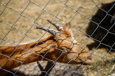 fence
