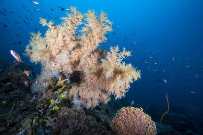 Underwater philippines