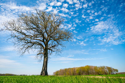 Bare tree on field against sky