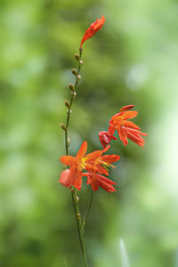 Close-up of red flowering plant