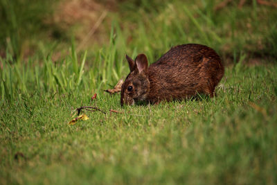 Marsh rabbit sylvilagus palustris with its short ears and large eyes in naples, florida