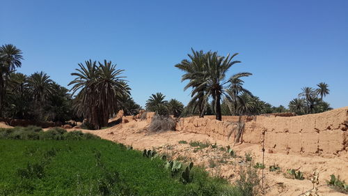 Scenic view of palm trees against clear sky