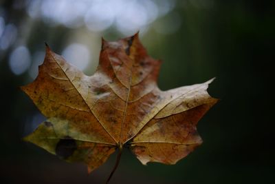 Close-up of maple leaf on leaves