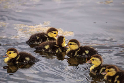 Duck swimming in lake