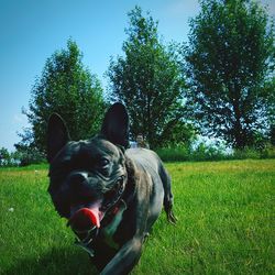 Dog on field against clear sky