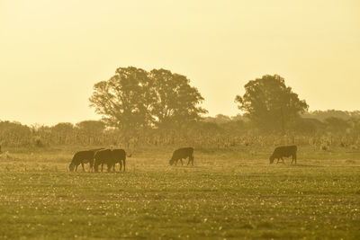 Horses grazing on field against sky during sunset