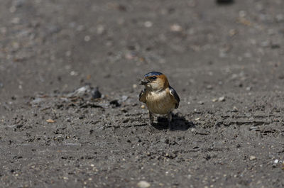 Close-up of bird perching on the road