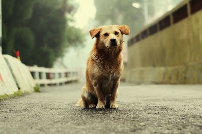 Dog sitting on street