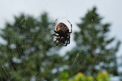 Close-up of spider on web