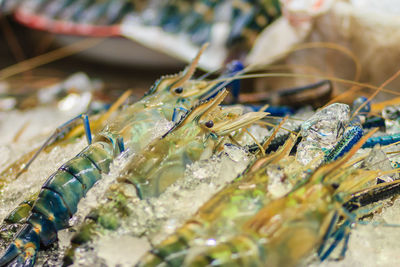 Close-up of fish for sale in market