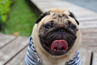 Close-up portrait of a dog