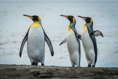 Penguins at beach