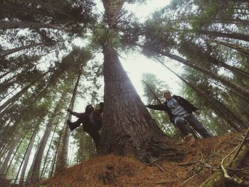 Low angle view of trees in forest