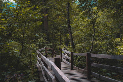 Footbridge over trees in forest