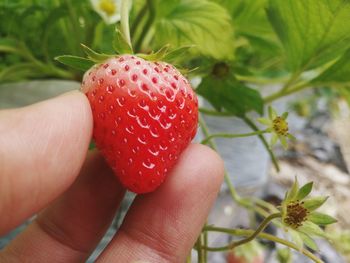 Close-up of hand holding strawberry