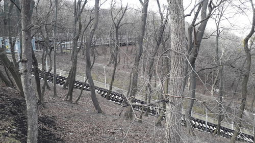 Bare trees in forest