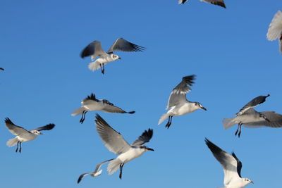 Low angle view of seagulls flying against clear blue sky