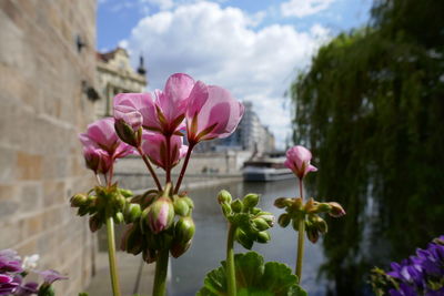 Close-up of pink flowers blooming against sky