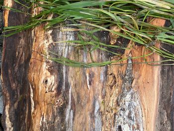 Close-up of tree trunk