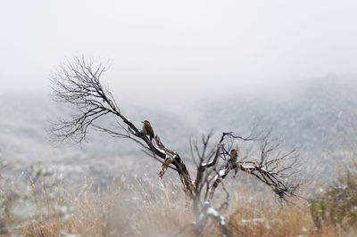 Bird perching on a tree