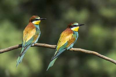 Close-up of birds perching on branch