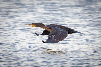 Bird flying over lake