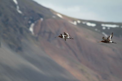 Birds flying against sky