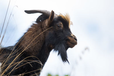 Close-up of goat