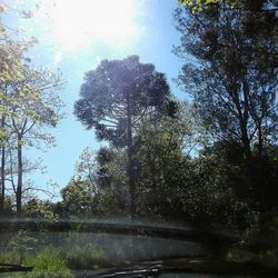 View of trees against sky