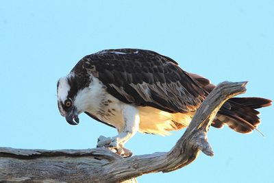 Low angle view of eagle perching on a tree