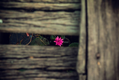 Close-up of pink flowering plant