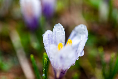 Close-up of white crocus flower